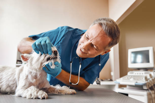 Best Weekend Emergency Dentist in Mason City, IA